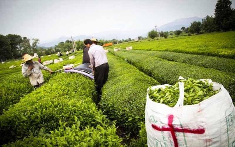 دنیا ساز در گفت و گو با خبرنگاران: نرخ خرید تضمینی برگ سبز چای مصوب نشد، پرداخت 30 میلیارد تومان تسهیلات به چایکاران