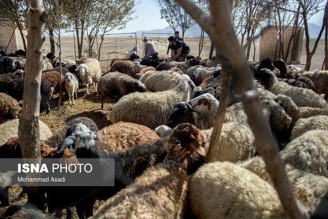 توقیف 3 دستگاه خودروی حامل 51 راس دام قاچاق در نهبندان توقیف 3 دستگاه خودروی حامل 51 راس دام قاچاق در نهبندان