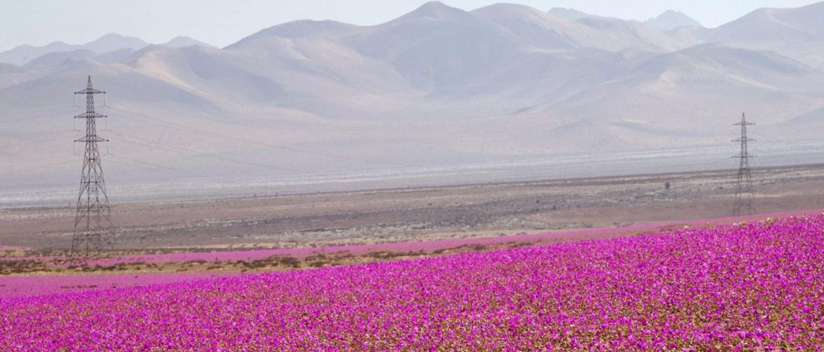 معجزه باران در خشک ترین صحرای دنیا