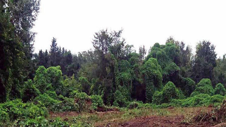 خبرنگاران شناسایی 6 گونه گیاهی مهاجم در جنگل های هیرکانی