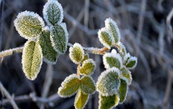 خبرنگاران هواشناسی کرمان نسبت به سرمازدگی محصولات کشاورزی هشدار داد