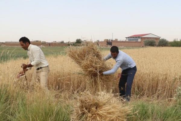 برداشت 475 هزار تن گندم درآذربایجان شرقی