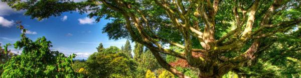 گشتی در پارک ملکه الیزابت ونکوور، دروازه ای به رویای سبز