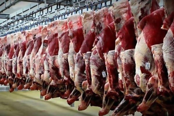 کاهش قیمت گوشت گوسفندی در میادین ، راسته گوسفندی کیلویی چند شد؟