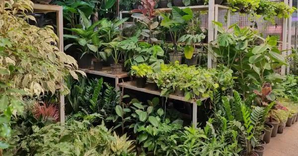 نمایشگاه گل و گیاه محلات از 23 تا 25 خردادماه برگزار می شود نمایشگاه گل و گیاه محلات از 23 تا 25 خردادماه برگزار می گردد