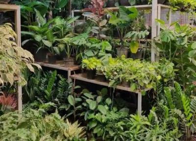 نمایشگاه گل و گیاه محلات از 23 تا 25 خردادماه برگزار می گردد
